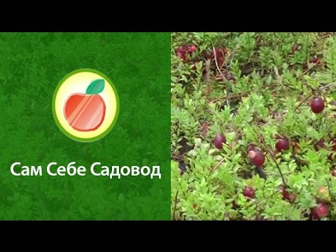 Видео: Как растёт крупноплодная клюква на участке