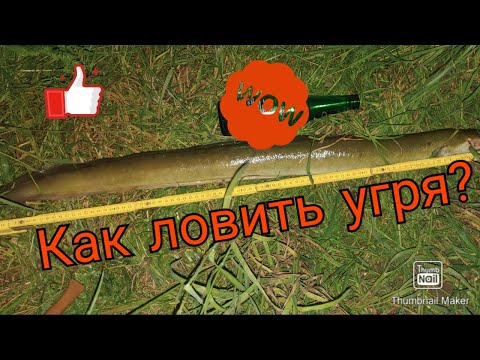 Видео: Как ловить угря. Рыбалка в Германии.