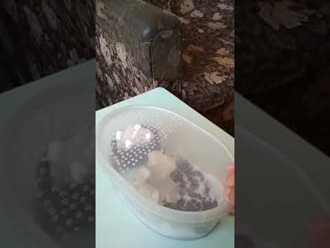 Видео: Инкубатор для оотек туркменского таракана