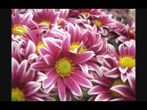 Видео: В. Маркин - А Ты опять, сегодня не пришла...