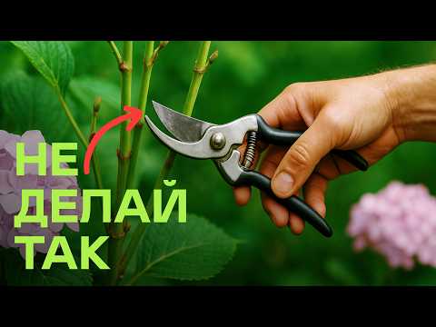 Видео: Всего Одна Ошибка И Гортензия Не Зацветёт