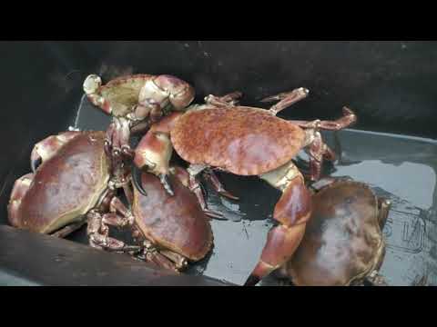 Видео: Норвегия 2021  Ловим и готовим крабов
