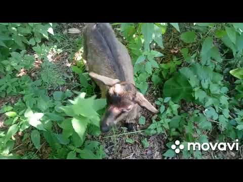 Видео: Прогулка по болоту, маслята за огородом.