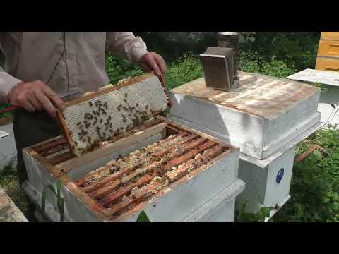 Видео: ПЧЁЛЫ СЛАБО ЛЕТАЮТ в чем  причина