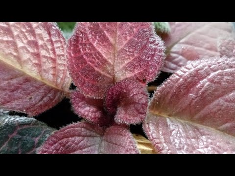 Видео: Будни. Надоело поливать эписции. Кое-что из новых сингониумов.