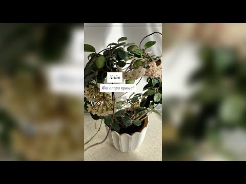 Видео: Хойя. Яка опора краща?