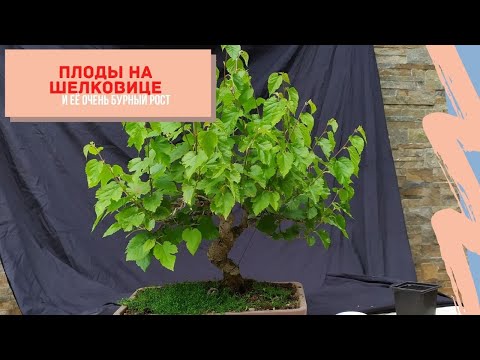 Видео: Плоды на бонсай из шелковицы и её мощный рост!