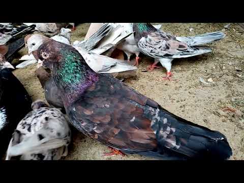 Видео: Голуби бакинские мраморные Тамбов 27.04.2021 (Baku marble pigeons) Baku mermer guvercinler