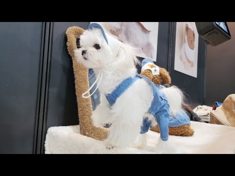 Видео: История, опустошенная из-за щенка, который пошел на Pet Fair