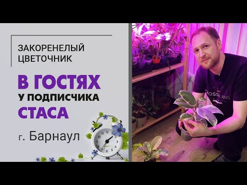 Видео: В гостях у Стаса. Монстеры, филодендроны, аглаонемы. Большая коллекция комнатных цветов