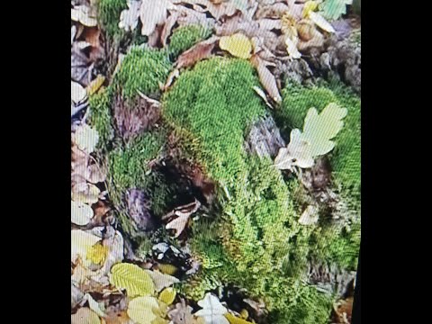 Видео: Влог"Садиба,як вона є" Осінній ліс. Пеньочки для рутарію.