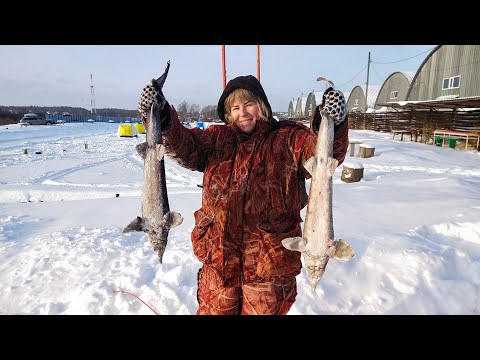 Видео: Ловля осетра со льда(полезные советы, оснастка)