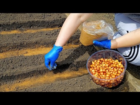 Видео: ЛУК СТРЕЛКОВАТЬСЯ НЕ БУДЕТ! Подготовьте СЕВОК и посадите так! Профилактика луковой мухи.