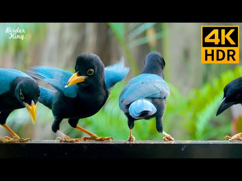 Видео: КОШКА ТВ 😺 Непослушные синие птицы и очаровательные земные белки 🐦 8 часов (4K HDR)