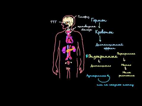 Видео: Введение в эндокринную систему
