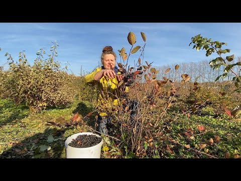 Видео: Черноплодная рябина (арония) для нормализации давления.