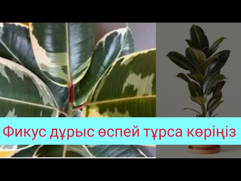 Видео: ФИКУС Күтімі отростка тамырлату шомылдыру увлажнитель жайлы #фикусы #фикус