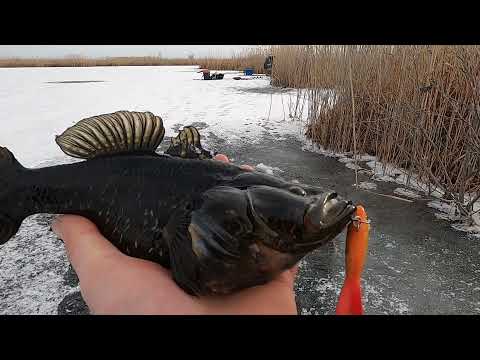 Видео: Зимняя рыбалка. Ловля ротана. Охота за трофеем.