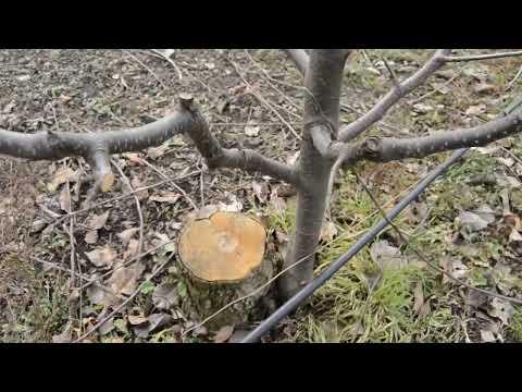 Видео: Способи (види) щеплення плодових дерев