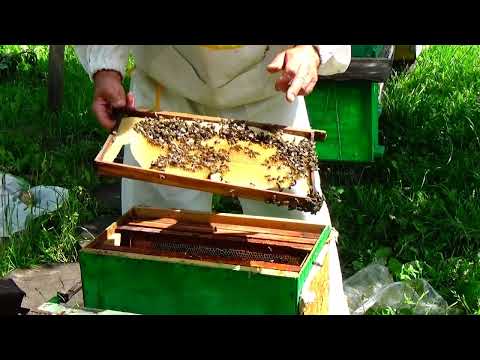 Видео: Как поймать рой. Два роя перед кочевкой.