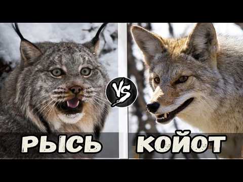 Видео: Рысь VS Койот | Кто Кого?