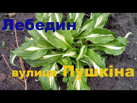 Видео: Лебедин, улица Пушкина