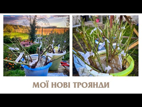 Видео: НОВІ ТРОЯНДИ, РОЗПАКОВКА ПОСИЛОК З ФЛОРІУМУ ТА ДОЛИНИ РОЗ, САДЖАЮ ТРОЯНДИ