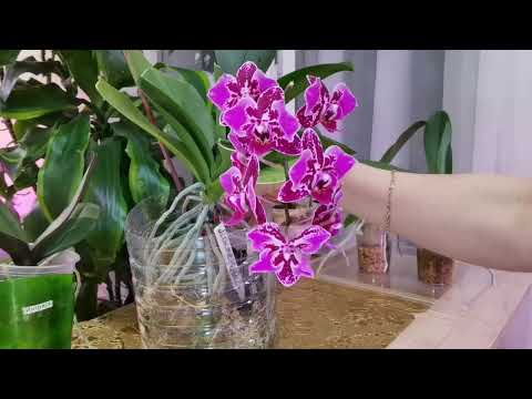 Видео: Не получаются пересадки😮МАТРЁШКА Образцы посадок| Листьями в воде. Интрига обросла корнями, был УЖАС