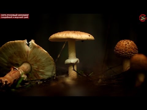Видео: Серо-розовый мухомор - гриб вкусный и съедобный, хоть и мухомор, Amanita rubescens