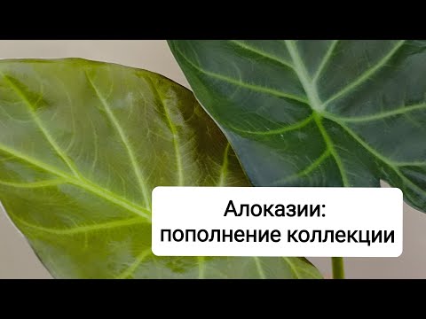 Видео: Алоказия: мои новички - Регал Шилдс и Блек Стем
