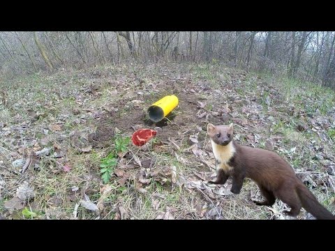 Видео: Я был в шоке от такой ловушки на куницу и Ласку |КАК ПОЙМАТЬ КУНИЦУ