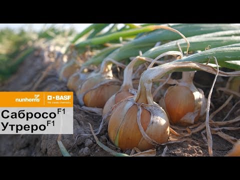 Видео: гибриды лука Сабросо F1 и Утреро F1, Nunhems