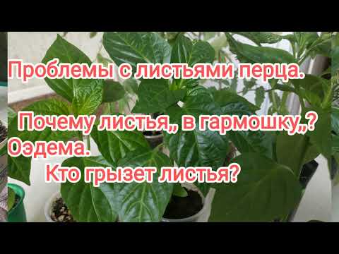 Видео: Проблемы с листьями болгарского перца.Оэдема,погрызы.