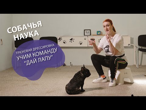 Видео: Дрессировка щенка: Трюки! Команда "Дай Лапу".