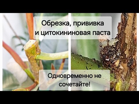 Видео: Обрезка помешала цитокининовой пасте?! Фикус в шоке! 18.04.24-15.06.24гг.