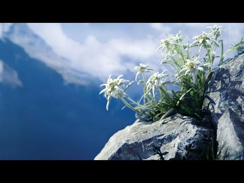 Видео: Вынужденность или возможность