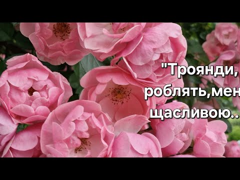 Видео: Отримала саджанці.@ТрояндивідСвітлани