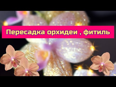 Видео: Пересадка орхидеи фаленопсис Sunset love на фитиль в классическую систему #orchid #plants #flowers 