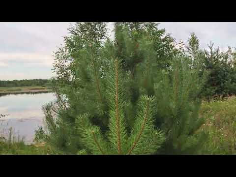 Видео: ЛЕТОМ на ПРИРОДЕ