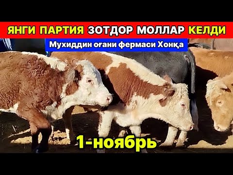 Видео: ЯНГИ ПАРТИЯ ЗОТДОР МОЛЛАР КЕЛДИ Мухиддин оғани фермаси Хонқа 1-ноября 2025 г.