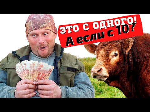 Видео: Бизнес в деревне. Сдали быка, сколько заработали денег. Прибавление в хозяйстве.