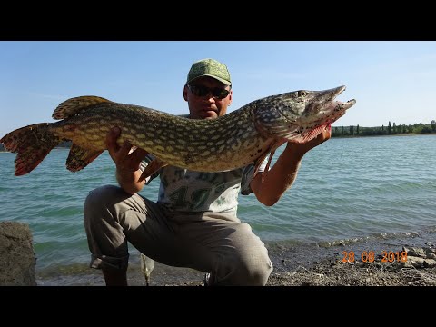 Видео: Ловля трофейной щуки!!!в августе 2018г!Уловистая снасть резинка!Живец на щуку!!!