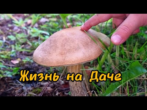 Видео: ОТДЫХАЕМ НА ДАЧЕ (КАК МЫ ТУТ РАЗВЛЕКАЕМСЯ)