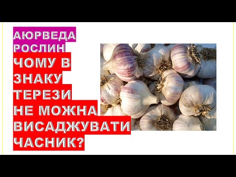 Видео: Чому в знаку Терези НЕ МОЖНА висаджувати часник і цибулю?