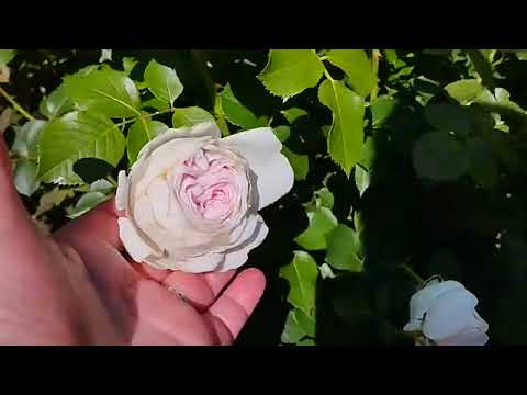 Видео: Дача в июне. Растения себя душат. Пересаженные растения . Плетистые розы. Ливень с градом.