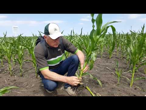 Видео: Визначення фази розвитку кукурудзи за методом листкового комірця