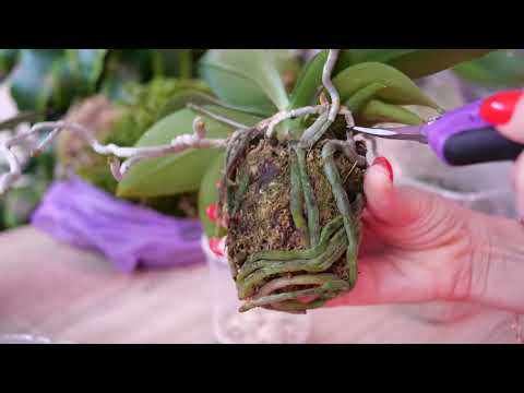 Видео: Актуальная пересадка которую не заметят орхидеи. Дружба со мхом. Шефство продолжается.