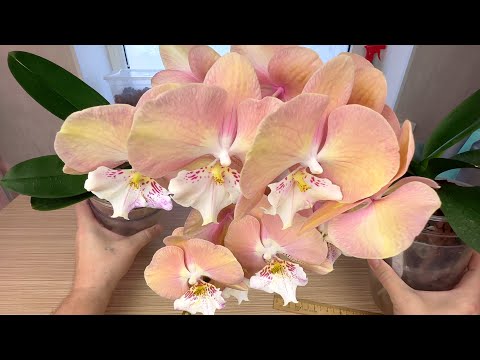 Видео: хороша ли такая посадка орхидеи в ЭТОТ грунт-заменитель для орхидей // МОЖНО РЕЗЮМИРОВАТЬ