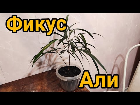 Видео: 30.01.21.фикус Али(бенедикта) пересадка.