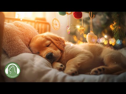 Видео: Музыка для релаксации во время сна для собак🐶Музыка для снятия стресса